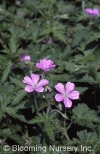 Geranium x oxonianum 'Claridge Druce'